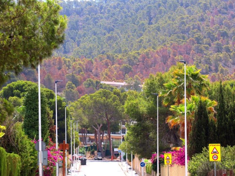 El PSOE alerta del avance del “picudo” del pino en parques y espacios naturales de Benidorm